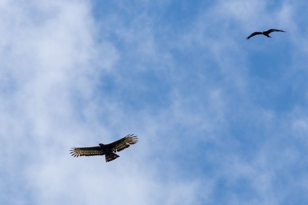 カンムリクマタカ - ML649893308