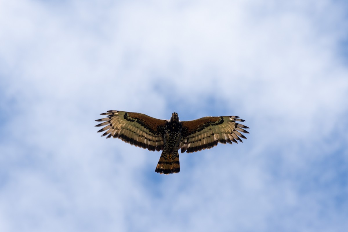 カンムリクマタカ - ML649893309