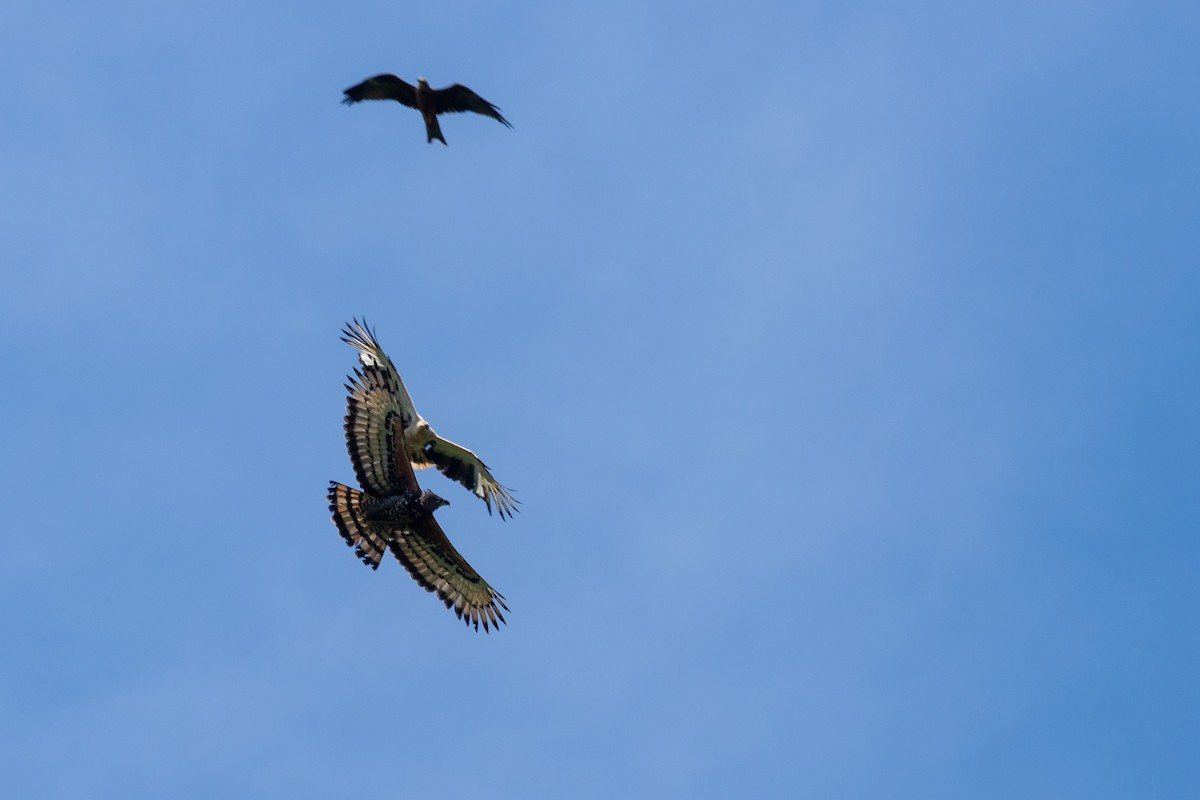 カンムリクマタカ - ML649893310