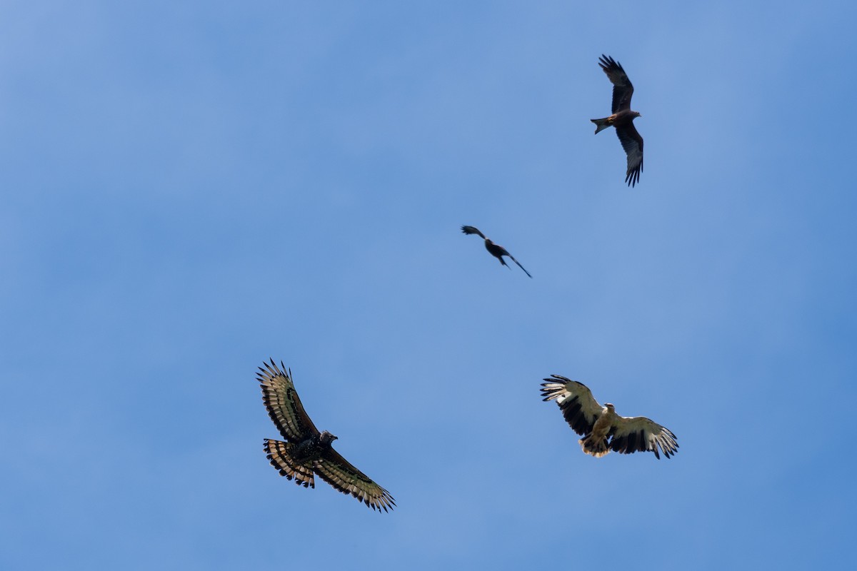 カンムリクマタカ - ML649893311