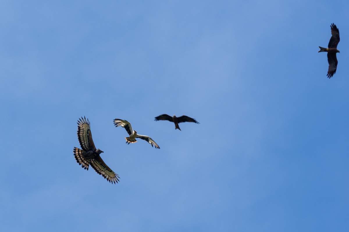 カンムリクマタカ - ML649893312