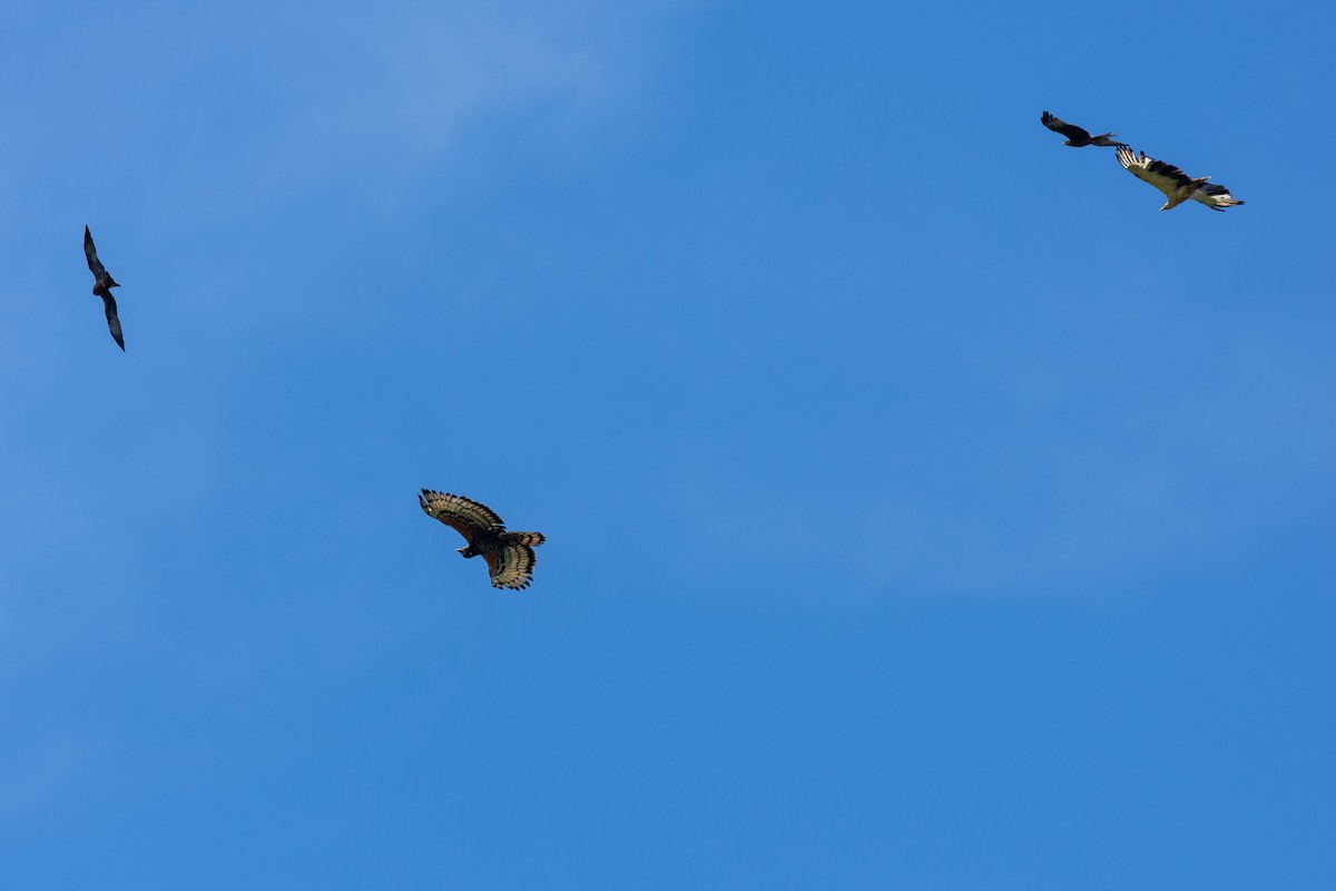 カンムリクマタカ - ML649893315