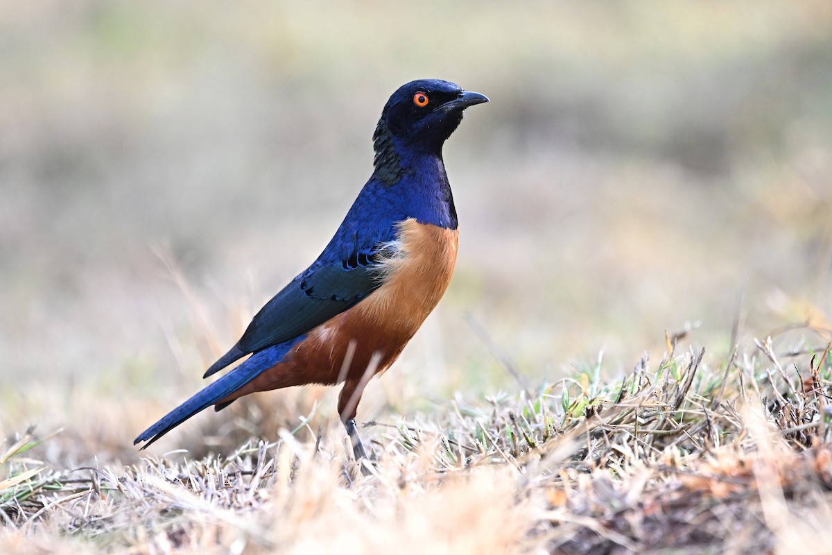 Hildebrandt's Starling - ML649893685