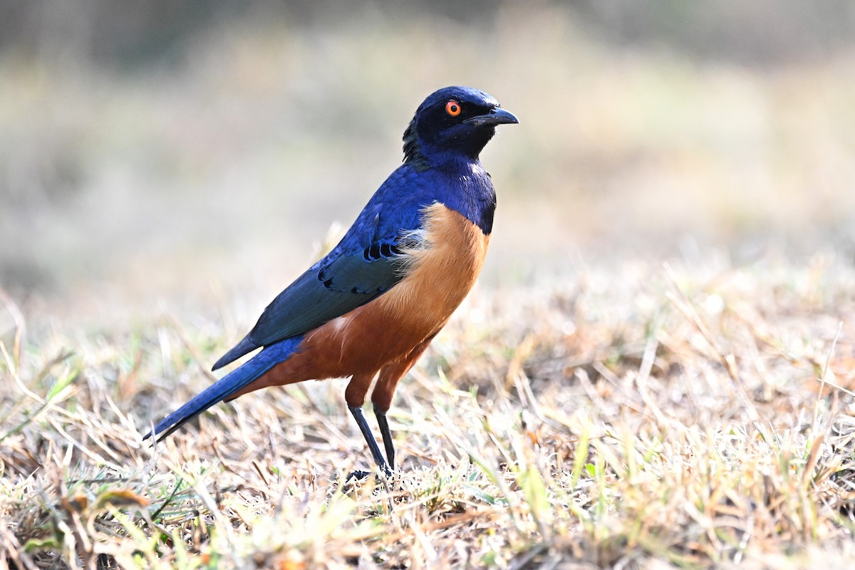 Hildebrandt's Starling - ML649893686