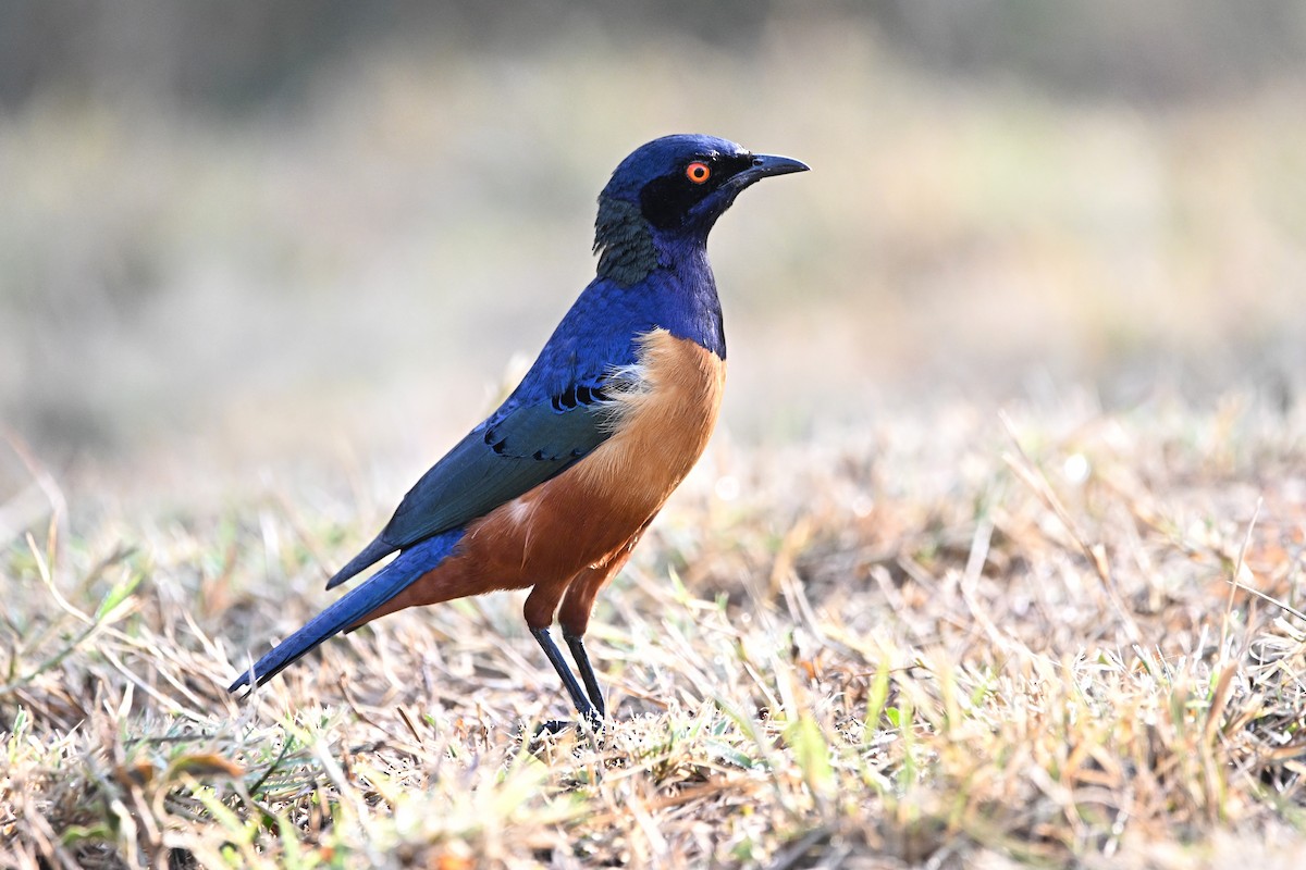 Hildebrandt's Starling - ML649893687