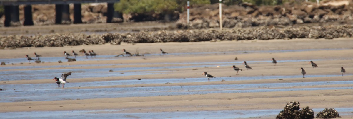 eBird Checklist - 30 Jan 2026 - Taren Point Shorebird Reserve - 19 species
