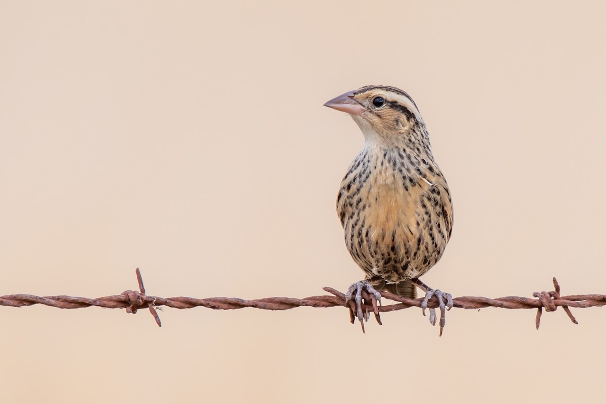 White-browed Meadowlark - ML649894582