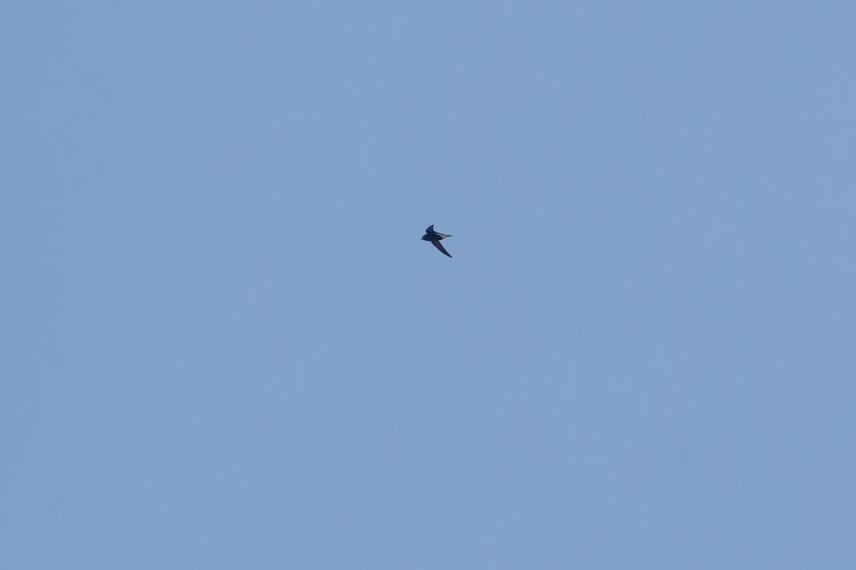 オオハリオアマツバメ - ML649895354