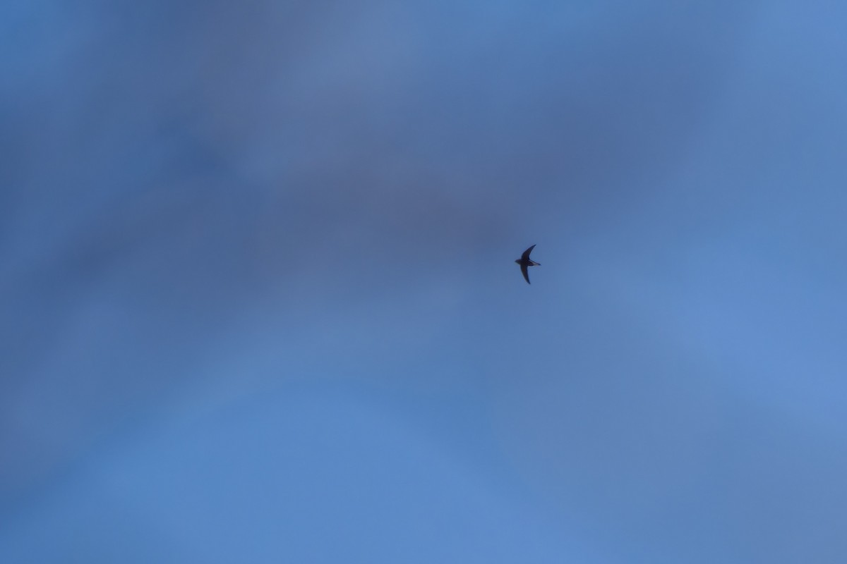 オオハリオアマツバメ - ML649895355