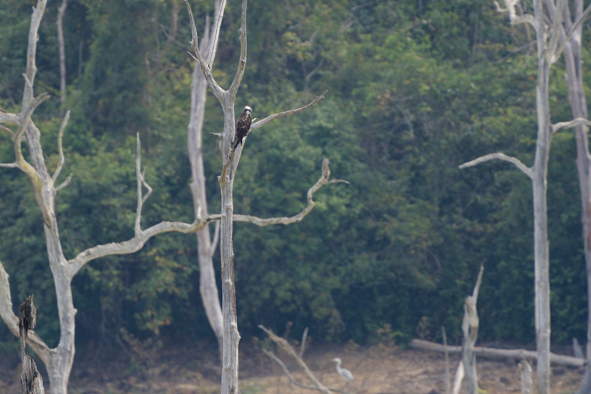 ミサゴ（haliaetus） - ML649895363