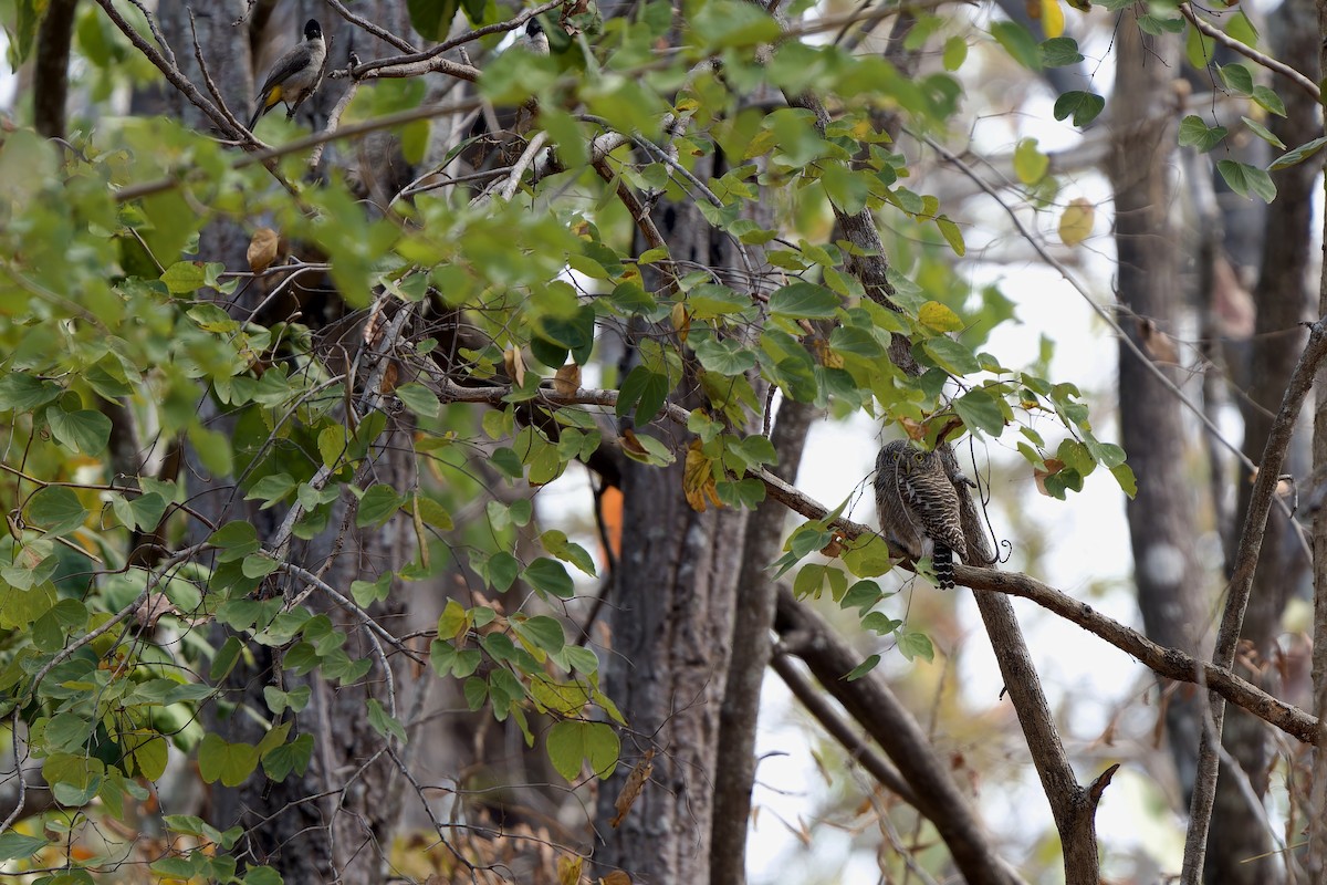 オオスズメフクロウ - ML649895365