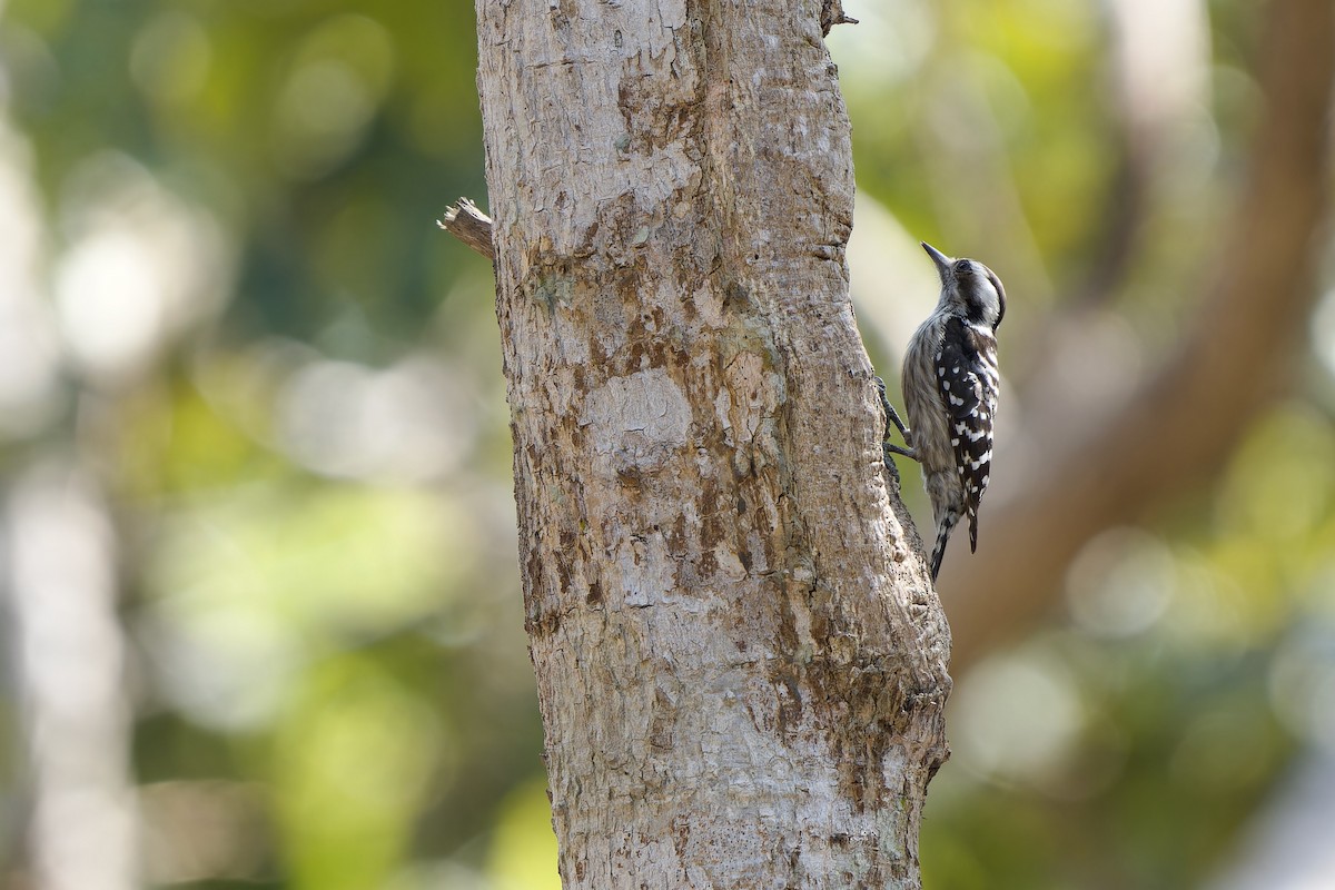 ハイガシラコゲラ - ML649895366