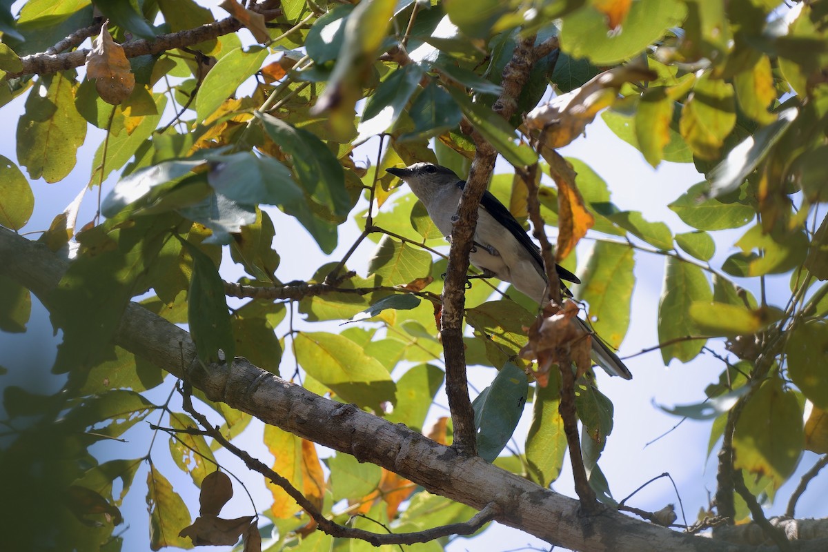 チャイロサンショウクイ - ML649895383