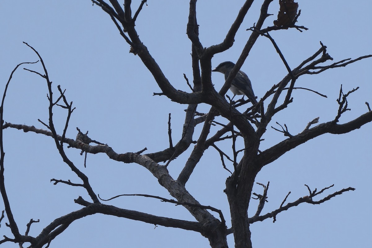 サンショウクイ - ML649895384