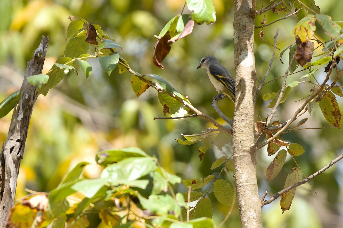 モモイロサンショウクイ - ML649895387