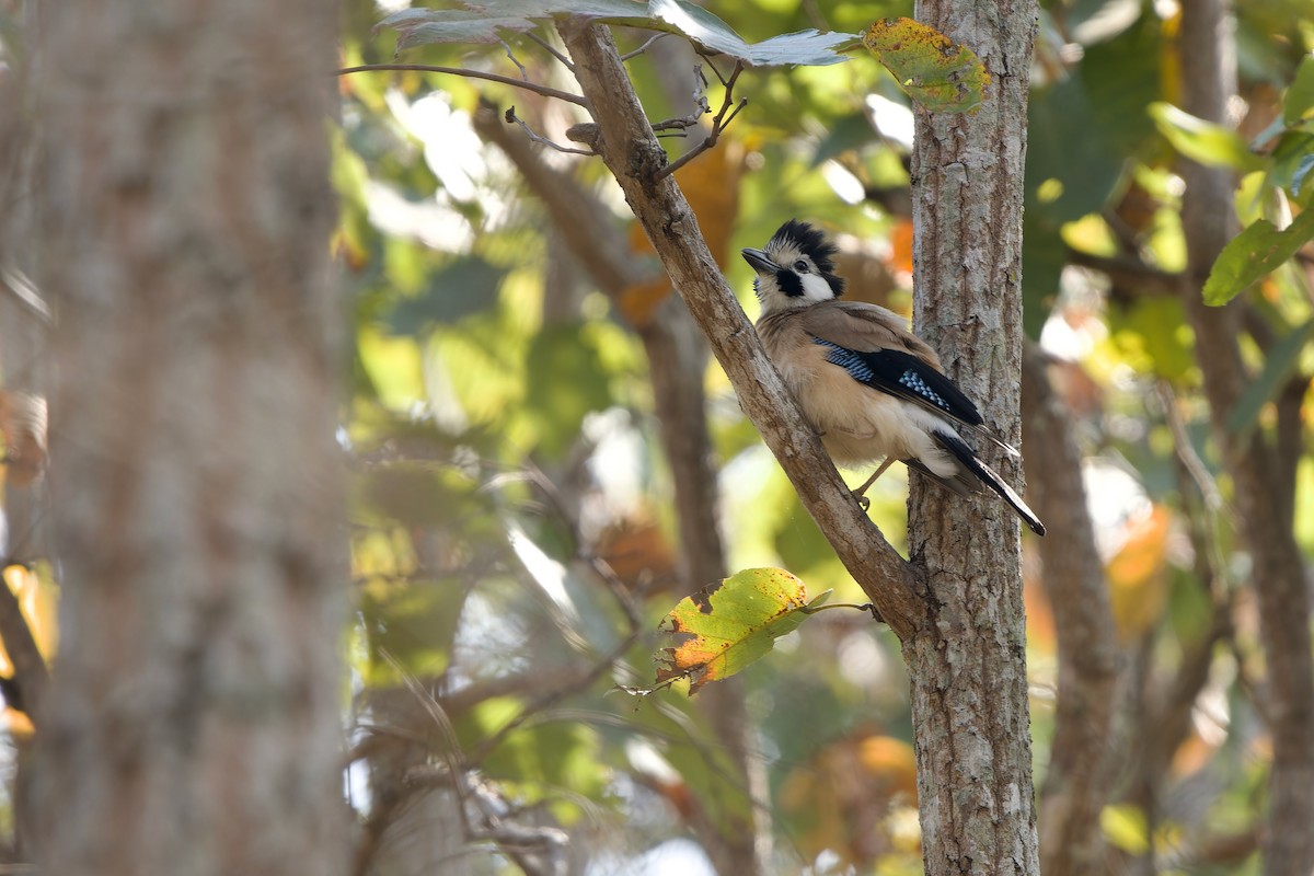 カケス（leucotis／oatesi） - ML649895389
