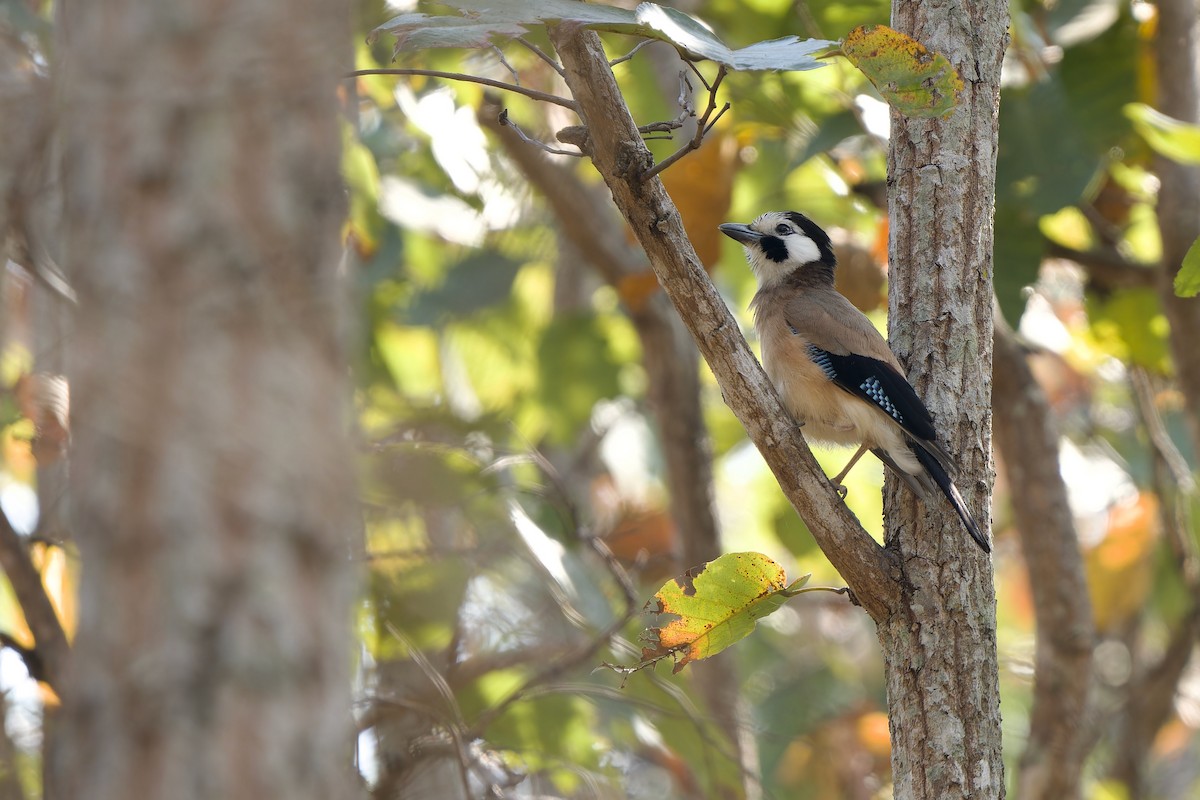 カケス（leucotis／oatesi） - ML649895390