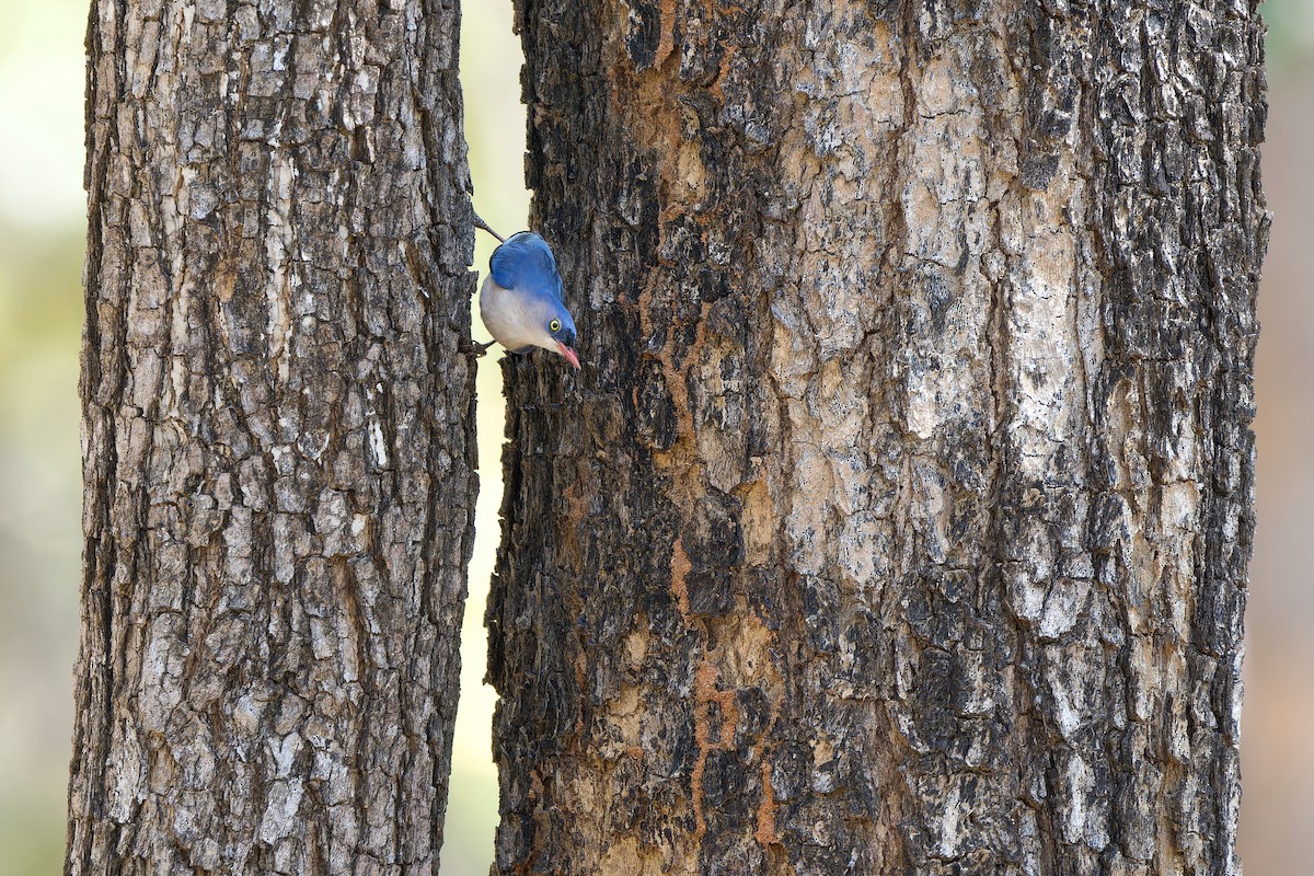 ビロウドゴジュウカラ - ML649895395