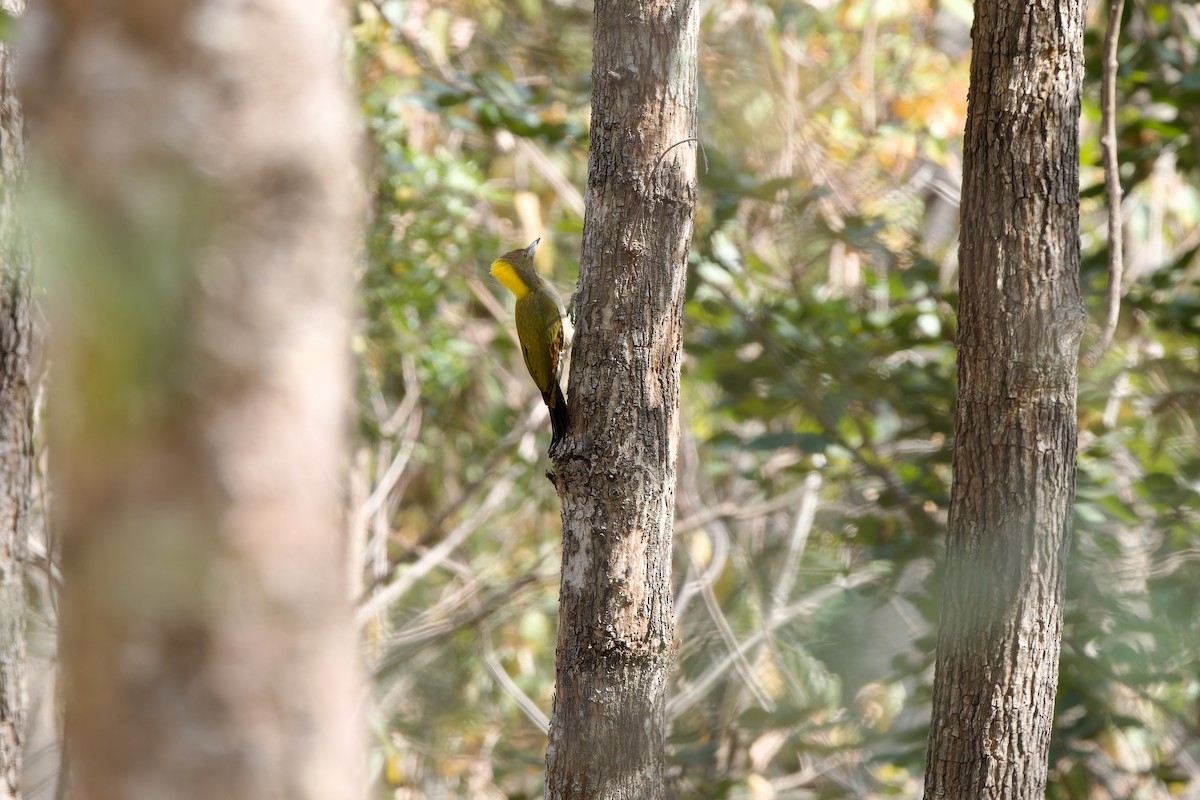 キエリアオゲラ - ML649895401