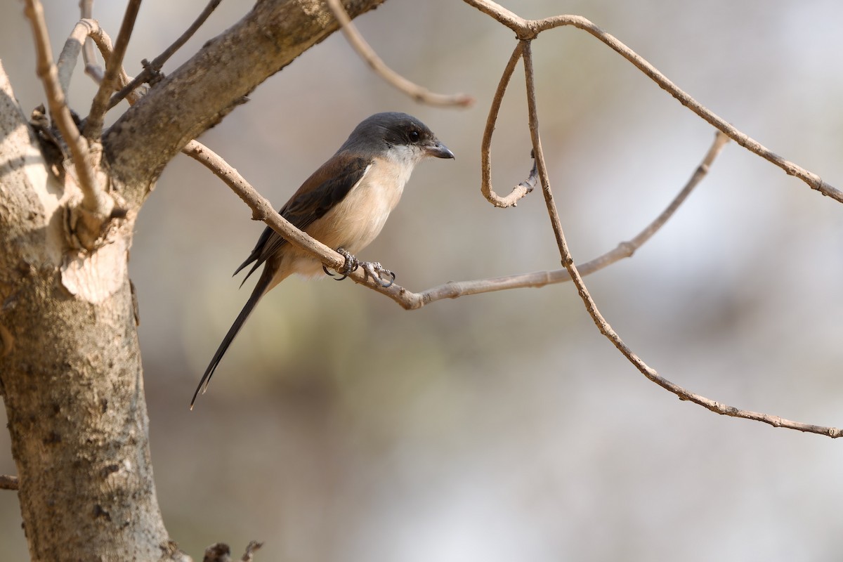 ハイガシラモズ - ML649895406