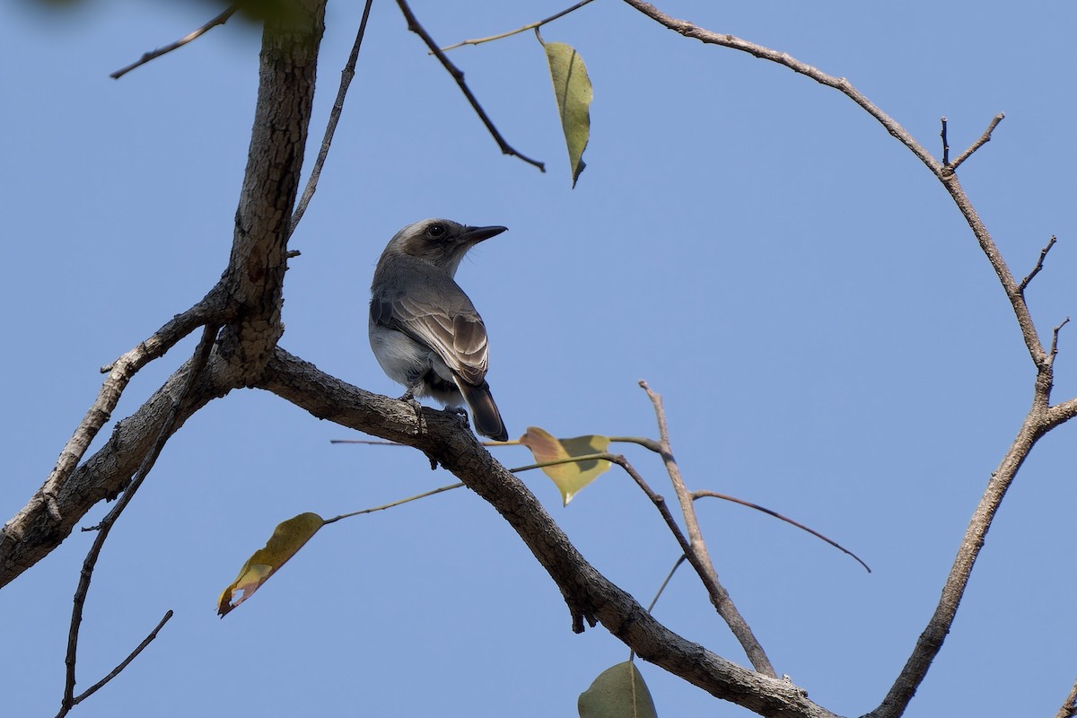 モズサンショウクイ - ML649895411