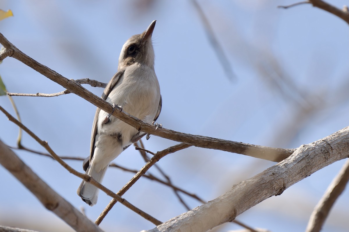 モズサンショウクイ - ML649895412