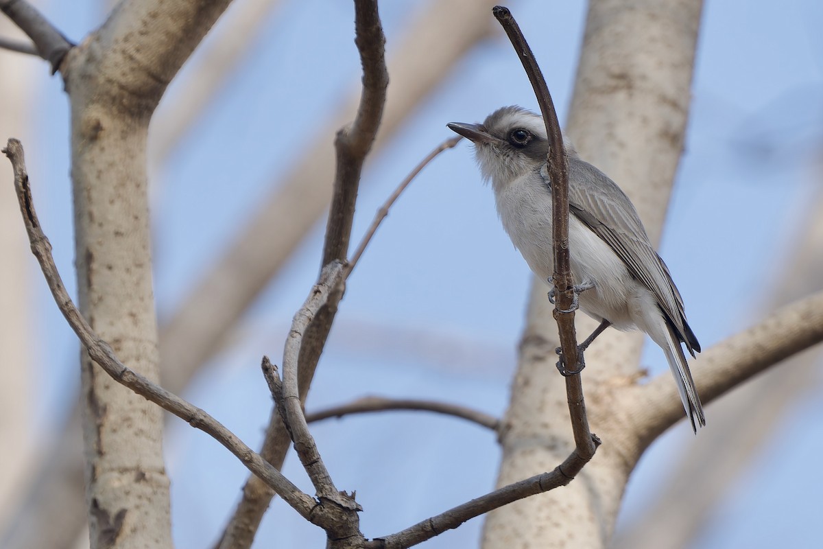 モズサンショウクイ - ML649895414