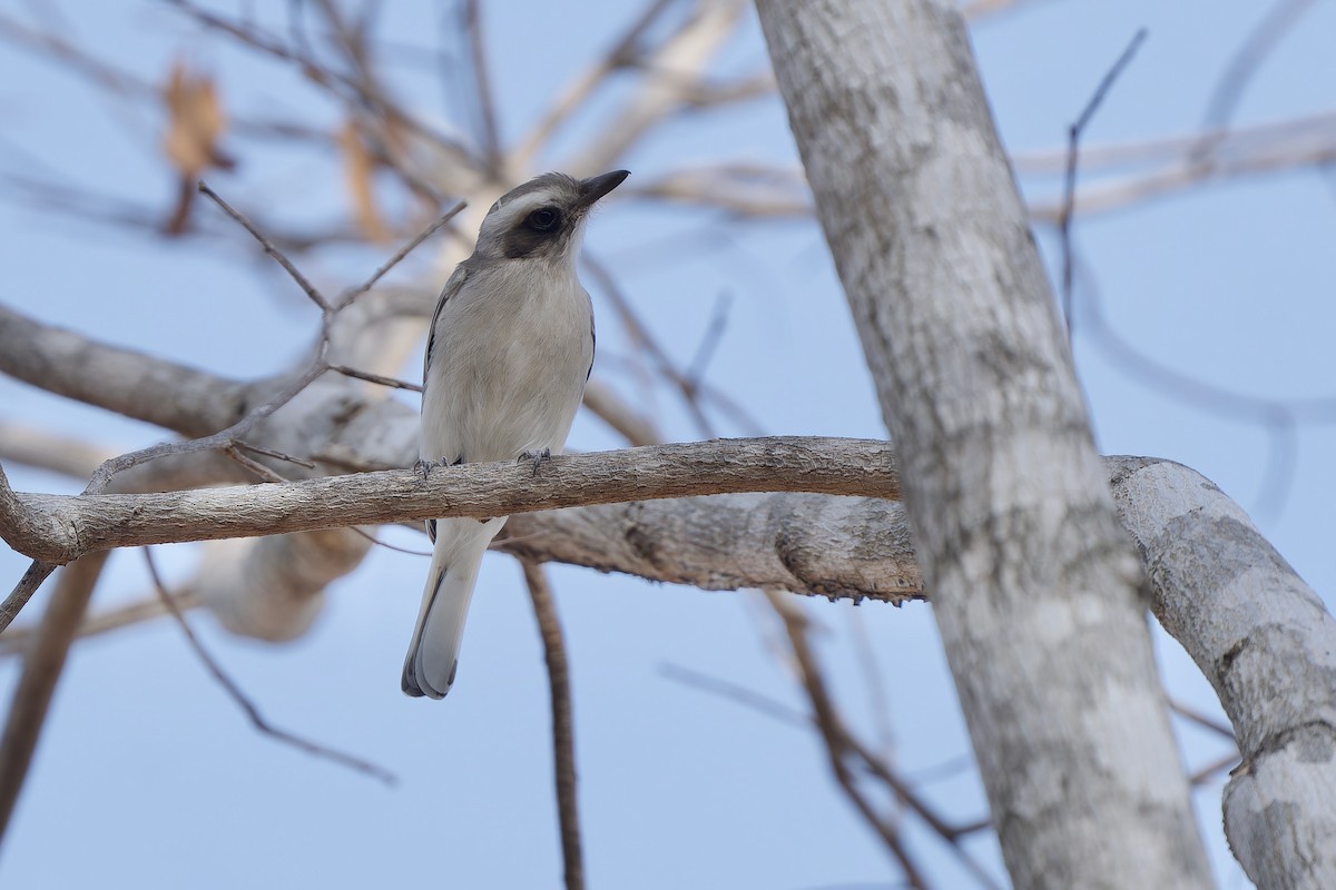 モズサンショウクイ - ML649895415