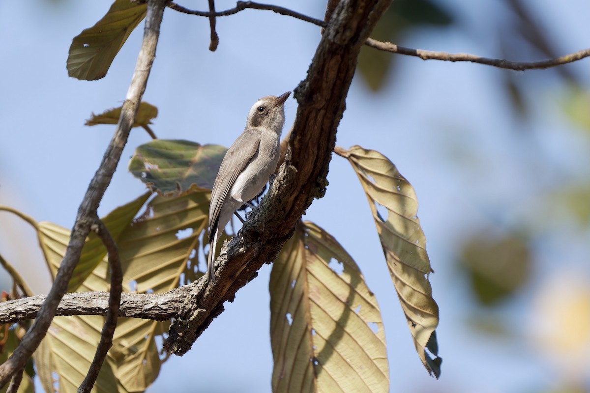 モズサンショウクイ - ML649895416