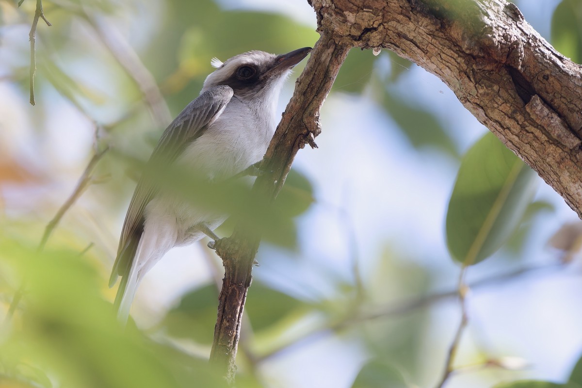 モズサンショウクイ - ML649895417