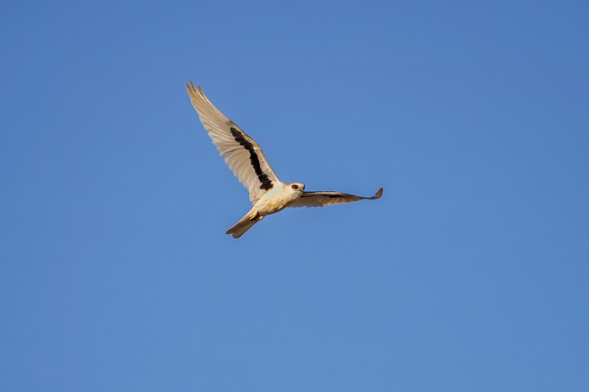 Letter-winged Kite - ML649895770