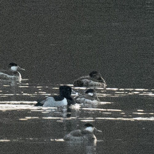 環頸潛鴨 - ML649895925