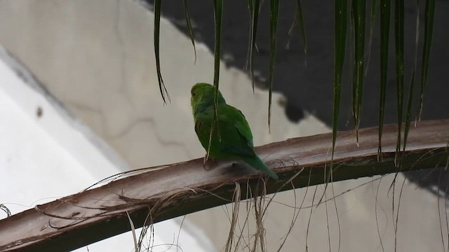 Tirika Papağanı - ML649896515