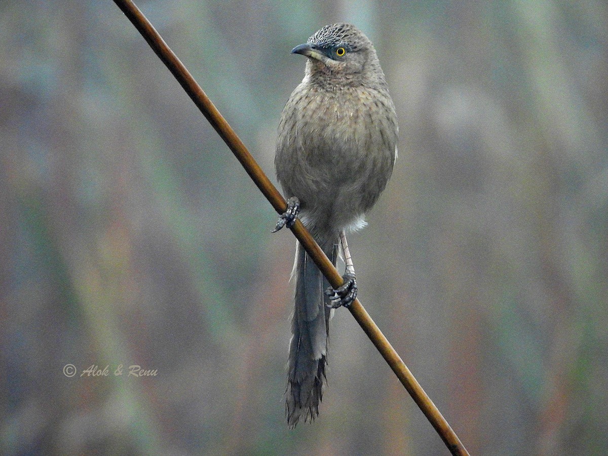 flodskriketrost - ML649896603