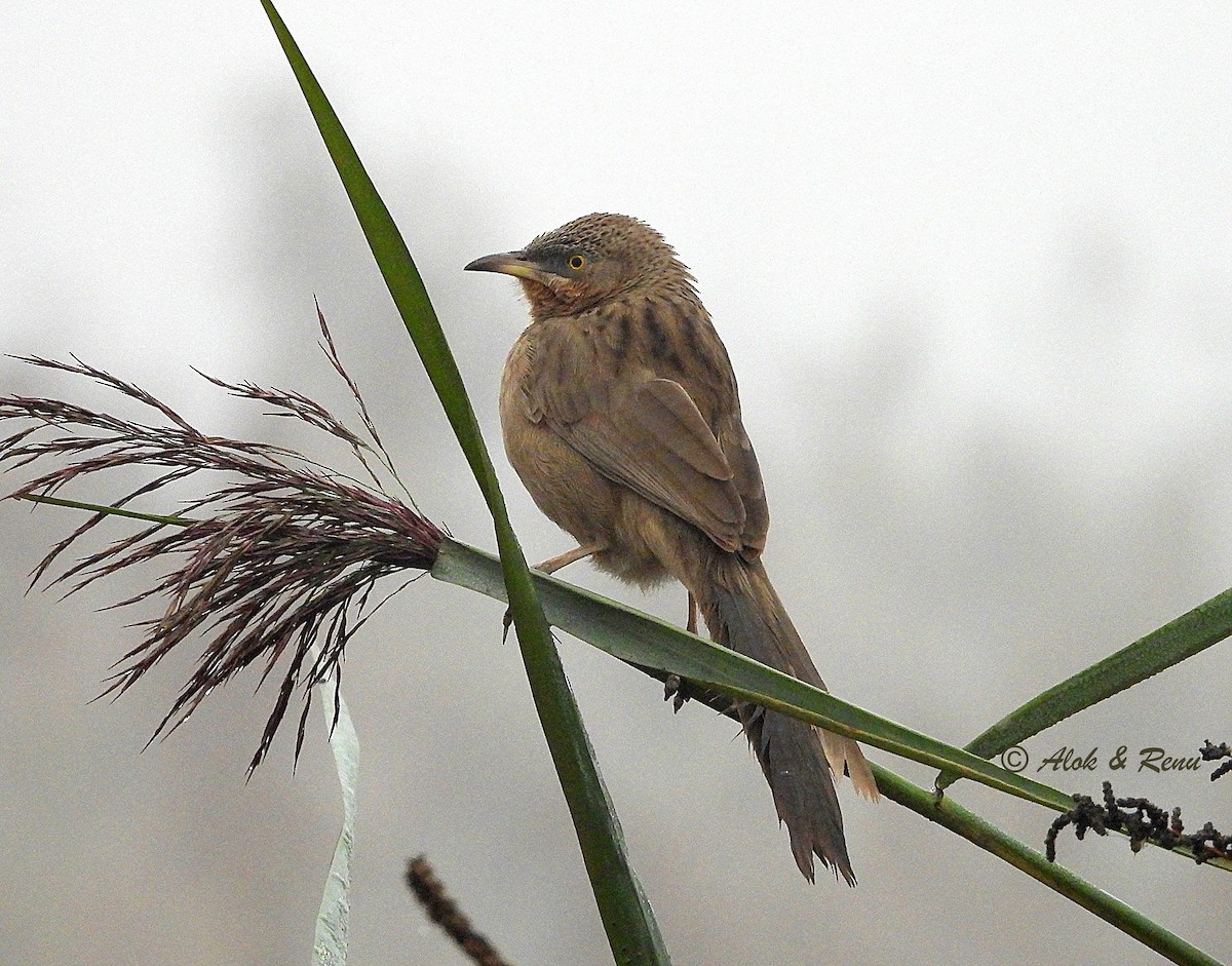 flodskriketrost - ML649896614