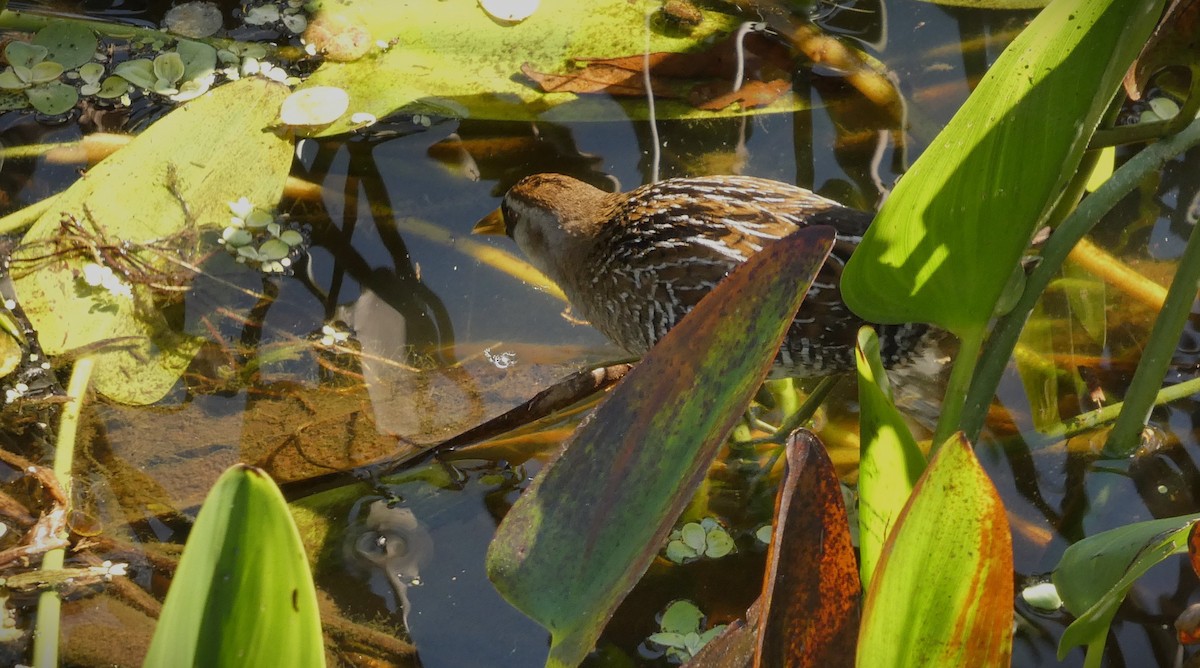 Polluela Sora - ML649897195