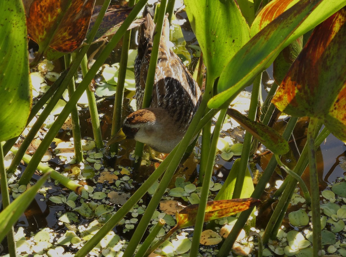 Polluela Sora - ML649897196