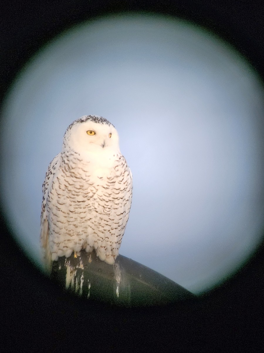Snowy Owl - ML649897223