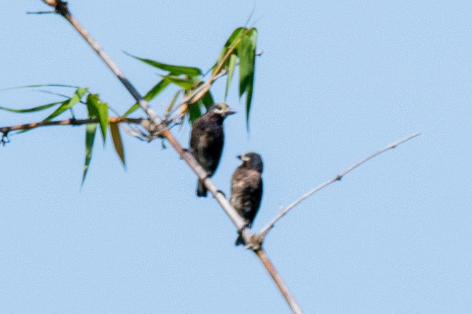 Whyte's Barbet - ML649897283