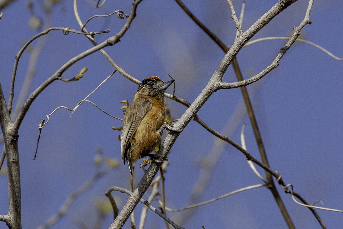 Picumne ocré - ML649897440