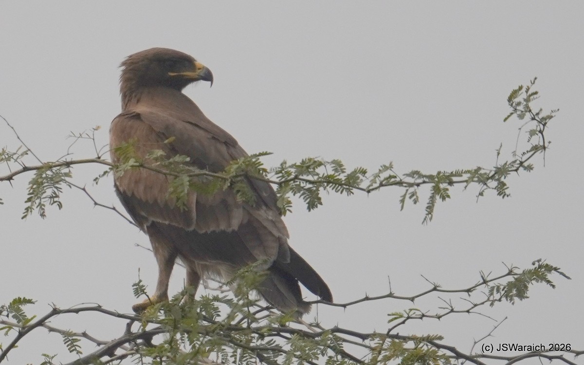 Indian Spotted Eagle - ML649899023