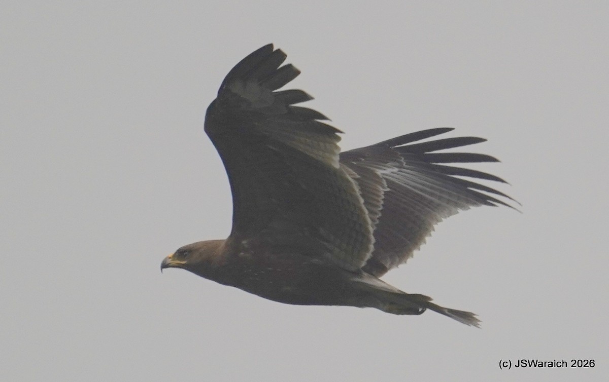 Indian Spotted Eagle - ML649899024