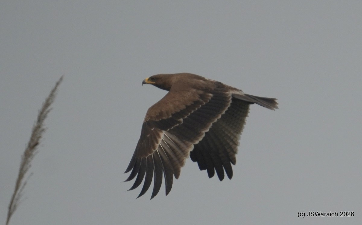 Indian Spotted Eagle - ML649899025
