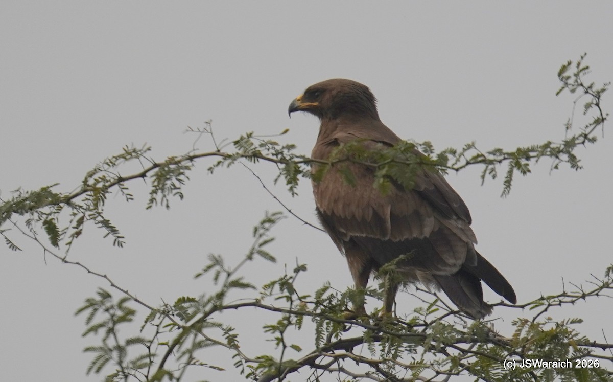 Indian Spotted Eagle - ML649899026