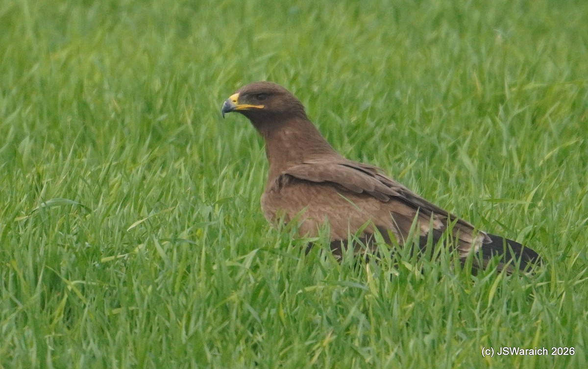 Indian Spotted Eagle - ML649899027