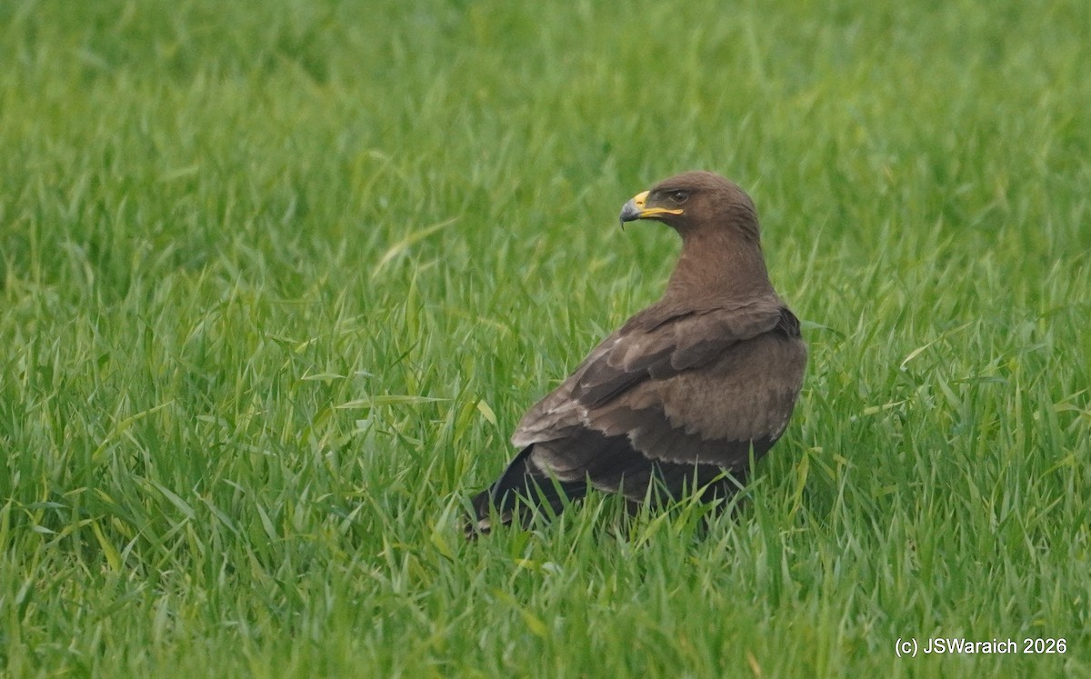 Indian Spotted Eagle - ML649899028