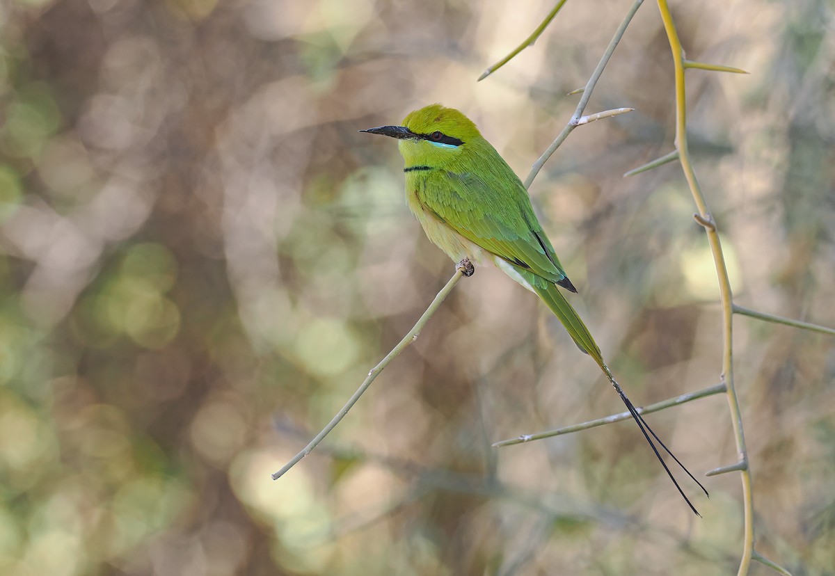 African Green Bee-eater - ML649899030