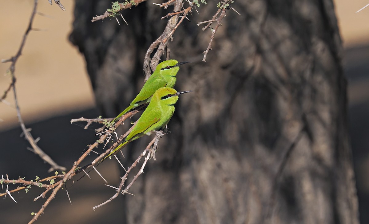 African Green Bee-eater - ML649899033