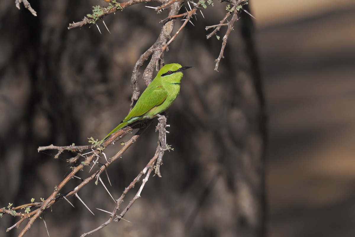 African Green Bee-eater - ML649899037