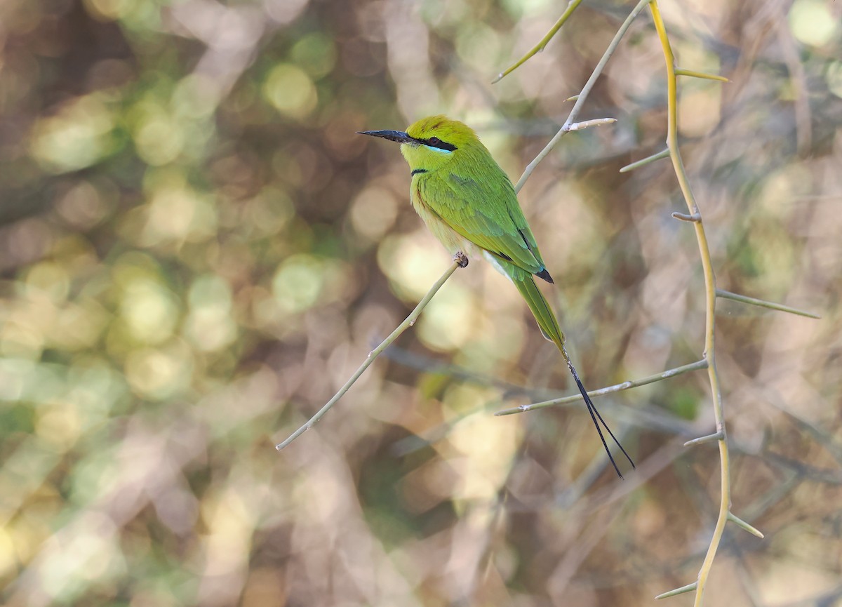 African Green Bee-eater - ML649899040